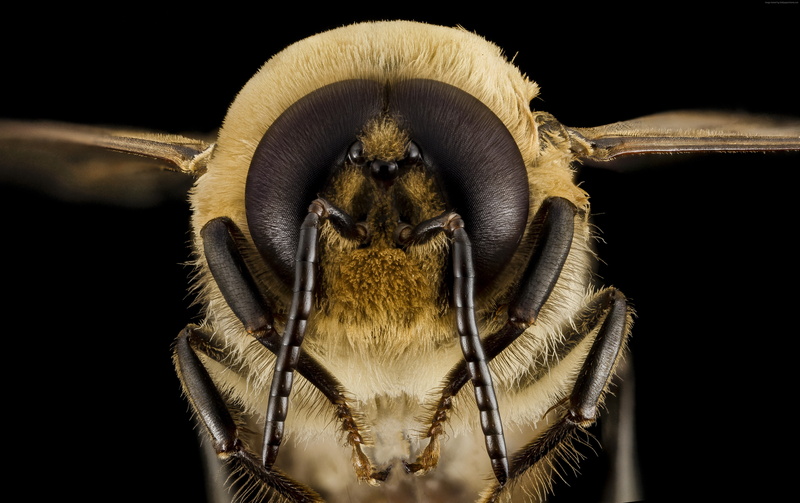 Bee, wasps, invertebrate, insect, eye, eyes, animal head, animal themes, animal antenna, black background, arthropod, extreme close-up, animal, nature
