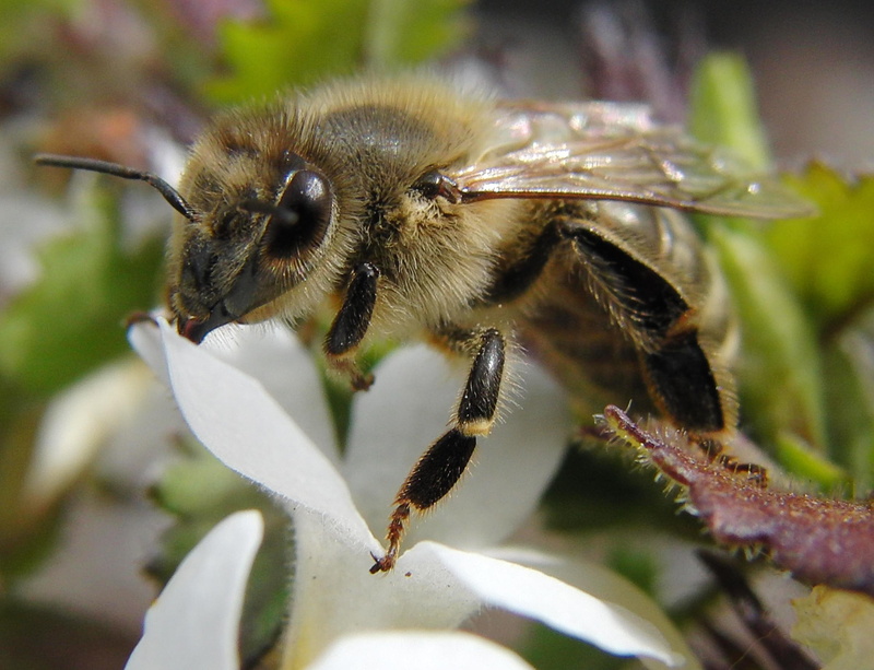 flower, animals, white, green, wasp, 2K