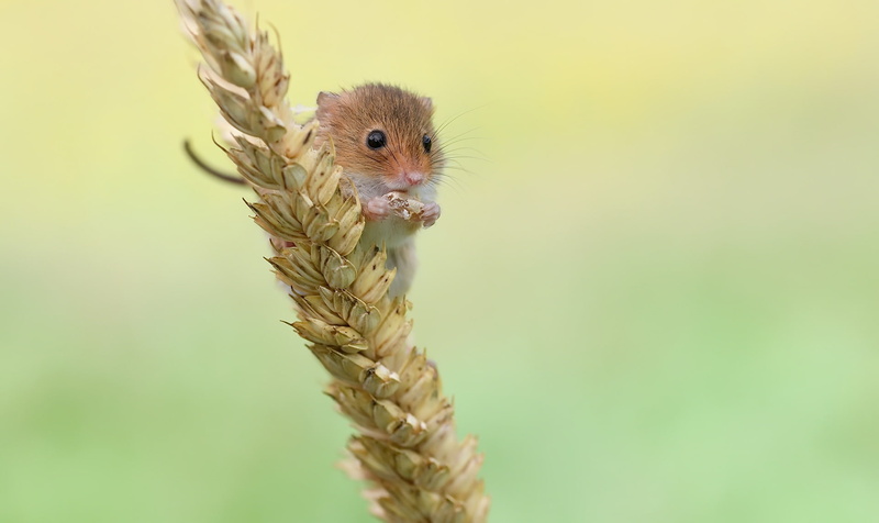 harvest mouse, 1080P, nature, animals, mice