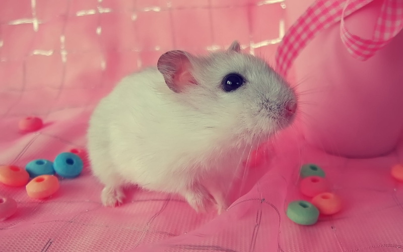 close-up, mammal, mice, domestic, one Animal, small, rodent, cute, white, animal themes, animal, young Animal, fun, pets, holiday, animal wildlife, toy