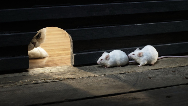outdoors, lights, pet, rodent, wood - material, two, shadow, animal, pets, mice, rats, domestic, cute, two animals, mammal, group of animals, domestic animals