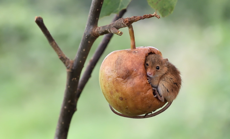 nature, 1080P, mice, animals, apples