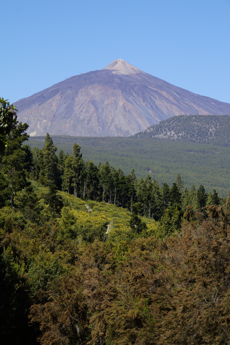 el teide, green color, plant, tree, 5K, mount teide, balearic islands, day, sky, summit, national park teide, volcanic landscape, highest mountains, land