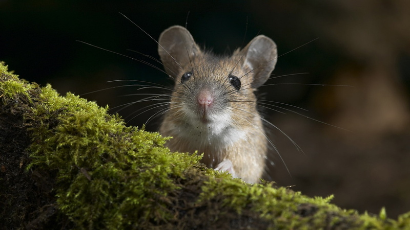 mice, 1080P, animal head, no people, mouse, vertebrate, day, pets, animal wildlife, forest, plant, one animal, selective focus, portrait, rodent, looking at camera