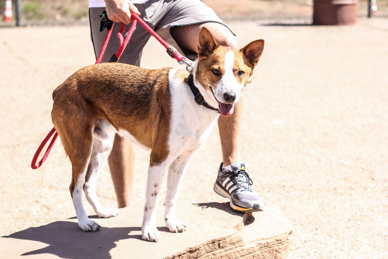 basenji, low section, vertebrate, mammal, real people, hiking, pet owner, one person, unrecognizable person, domestic animals, pets, canine, outdoors, pet leash
