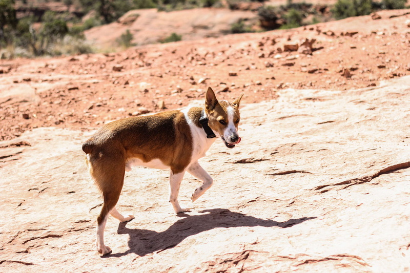animal wildlife, sedona, full length, focus on foreground, standing, cattledog, landscape, one animal, cute, day, shadow, cattle dog, looking, climate