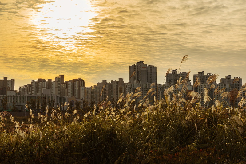 financial district, apartments, 4K, photography, sf, duc bag, yellow, window, background defocus, plant, high angle view, landscape, nature, gyeonggi do