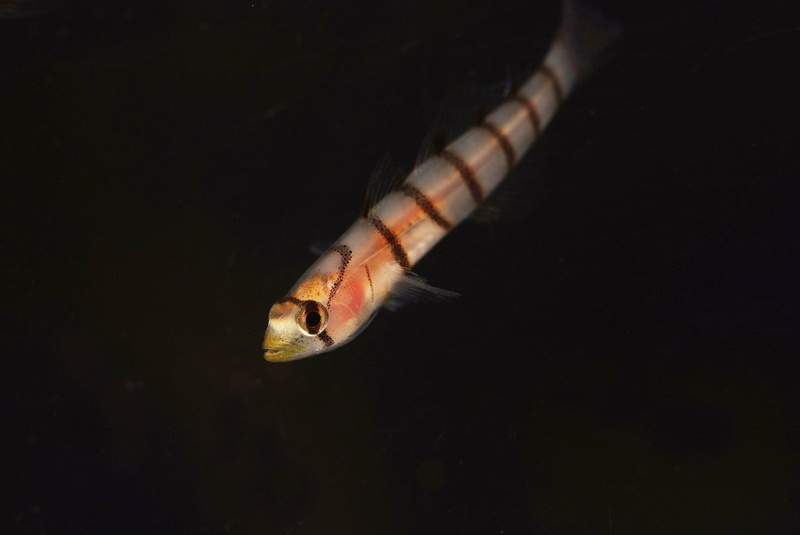 animals in the wild, sea, animal head, no people, sea life, water, animal themes, fish, 1080P, indoors, animal wildlife, animal eye, nature, underwater