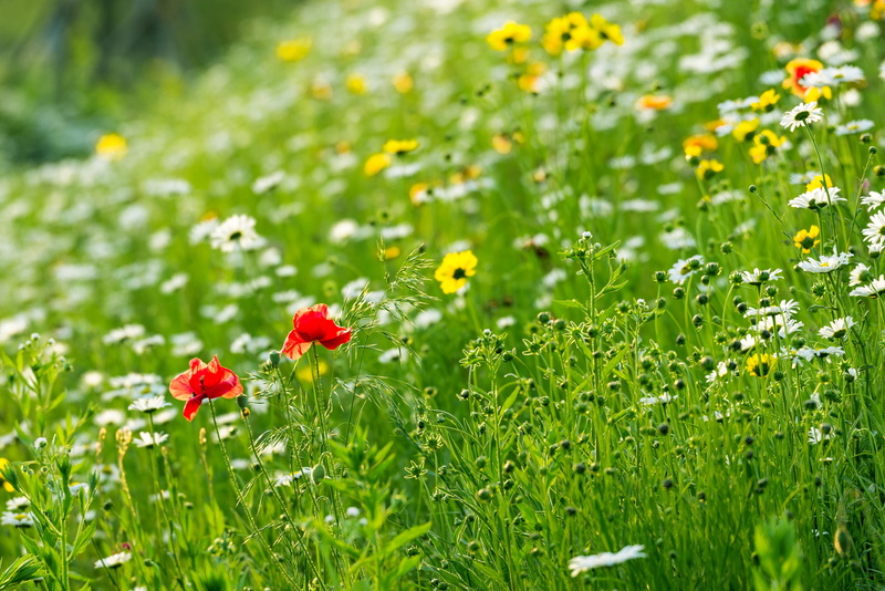 green color, green, grass, vulnerability, selective, july, backlight, 4K, margaret, out of focus, state of the union, marguerite, flower garden, fragility