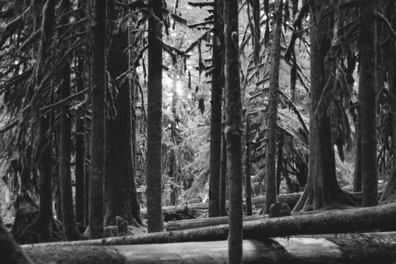 coniferous tree, land, sol duc falls, black and white, nature, trees, remote, no people, tree trunk, united states, tranquil scene, environment, landscape