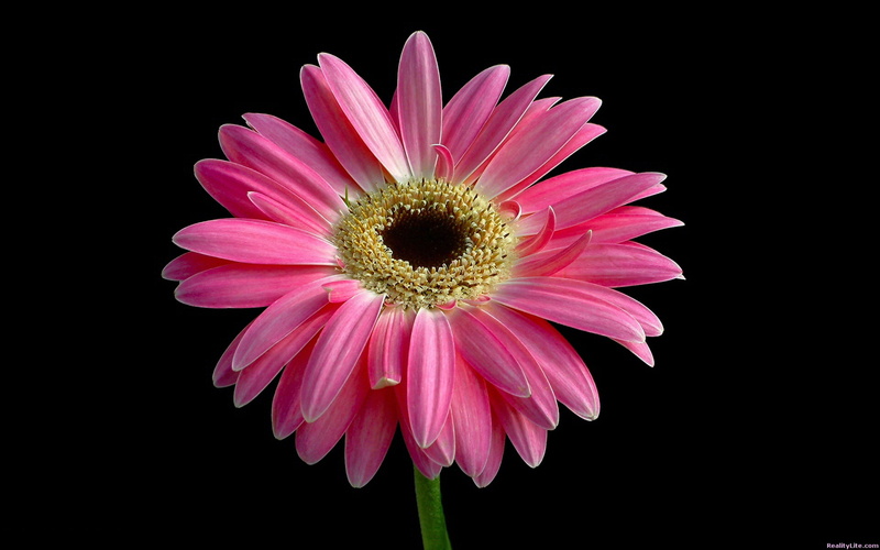 beauty in nature, 1080P, growth, studio shot, pollen, petal, pink color, flower head, daisy, freshness, no people, inflorescence, gerbera daisy, close-up