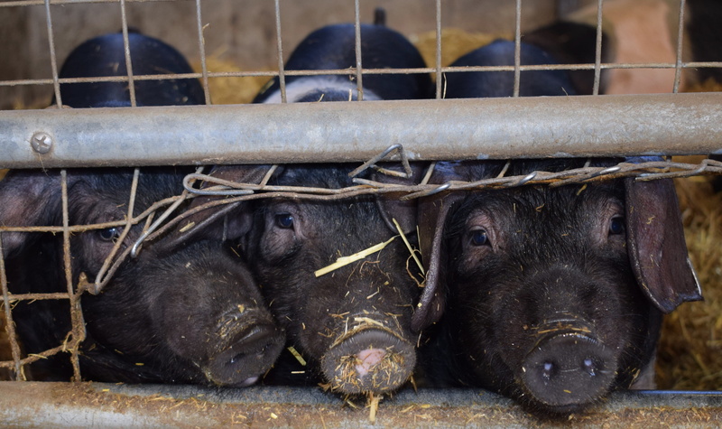 cattle, no people, baby, animal wildlife, black color, bacon, pig, group of animals, little, snout, countryside, domestic, hay, herbivorous, shallow, domestic animals