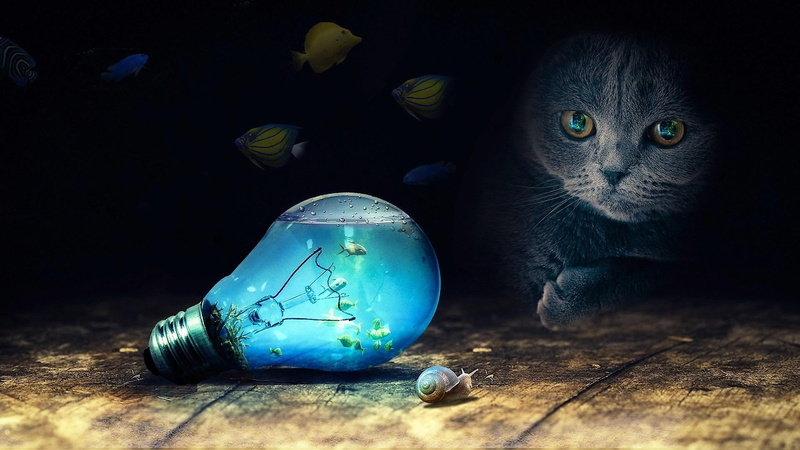 studio shot, lightbulb, digital composite, fish, domestic, 1080P, bulb, cat, no people, entice, illusion, portrait, table, dark, wood - material, whisker