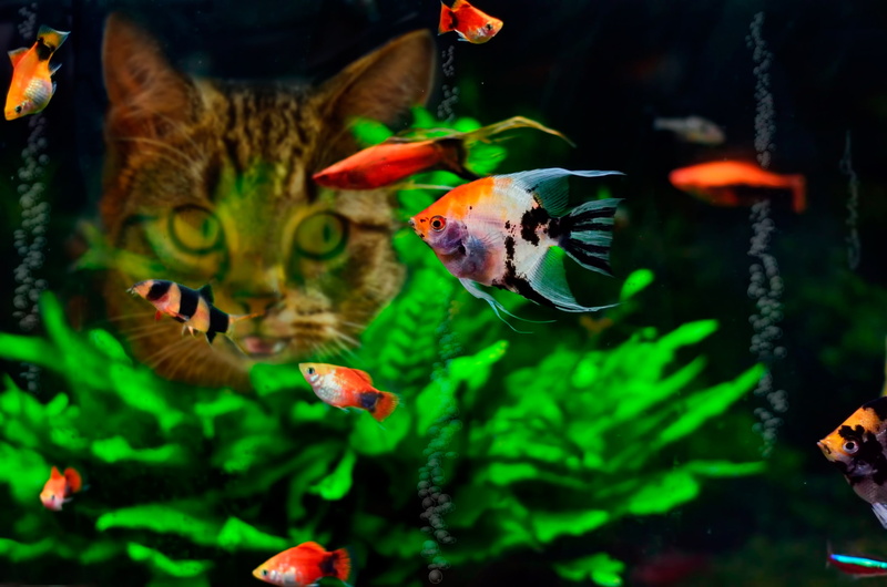 tank, animal wildlife, marine, animals in captivity, orange, sea, animals in the wild, silver, animal themes, no people, vertebrate, nature, food, fish tank