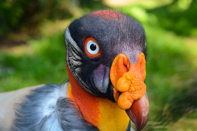Birds, Wildlife, King Vulture, Vulture, 2K