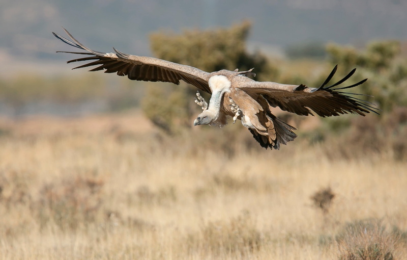 black, vulture, brown, flight, bird, 1080P, wings