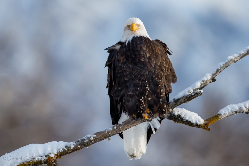 focus on foreground, snow, winter, one Animal, vertebrate, outdoors, bird of Prey, portrait, feather, freedom, beauty In Nature, eagle, animal wildlife