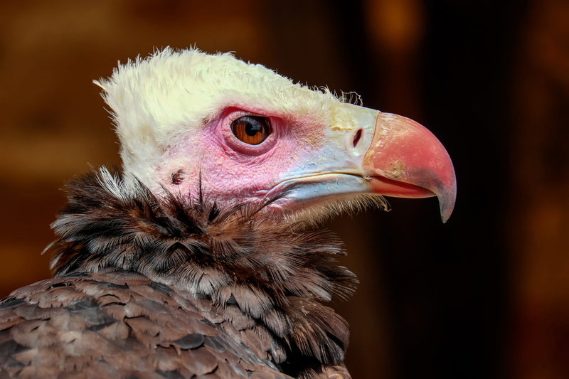 vertebrate, portrait, close-up, nature, focus on foreground, animal head, eye, animal eye, animal wildlife, animal themes, birds, no people, animal body part