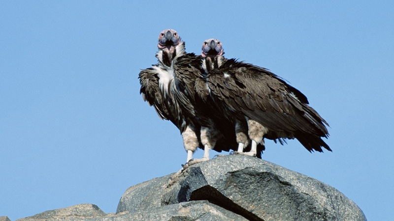 clear sky, stone, vertebrate, animal, perching, low angle view, predators, rock - object, animal wildlife, gray, rock, full length, 1080P, nature, sky