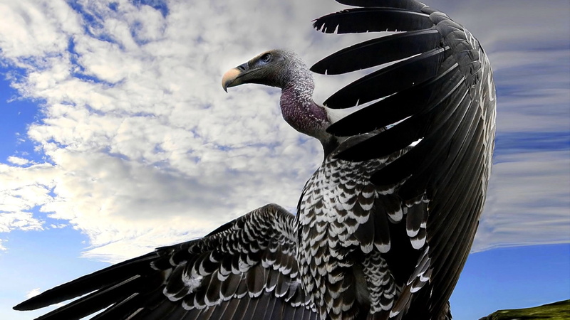 cloud - sky, beak, vertebrate, profile view, animals Hunting, animals In The Wild, flapping, blue, wings, spread wings, flight, side view, animal Wing