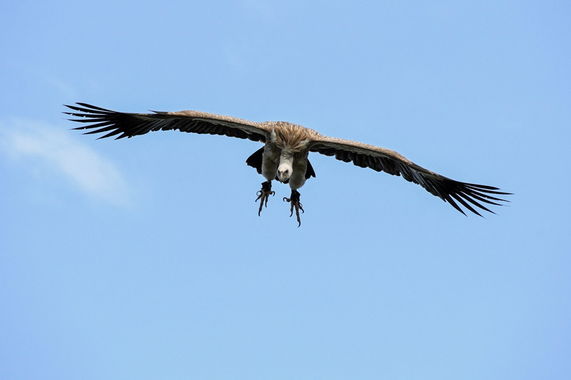 bird, mid-air, animal, spread wings, brown, no people, eagle, scavenger, animal wing, 5K, vulture, animal body part, griffon vulture, daytime, bird of prey