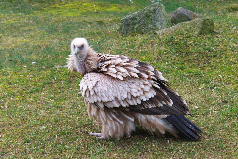feather, scavengers, nature, Zoo, 4K, grass, animal world, animals in the wild, Berlin, animal themes, full length, Vulture, vertebrate, growth, bird of prey