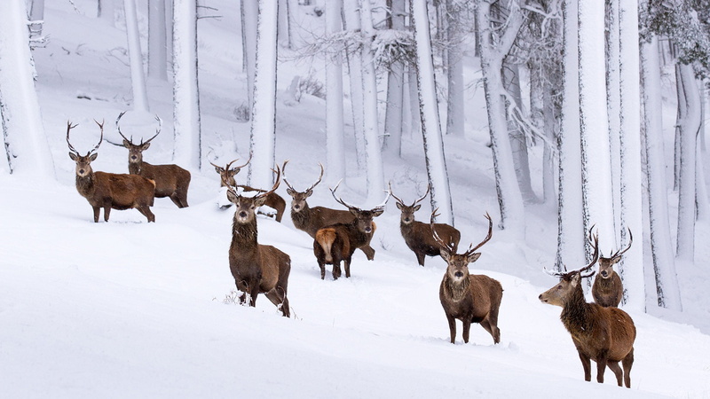 Animal, 1080P, Cairngorms National Park, Deer, Scotland, Wildlife, Winter, Snow