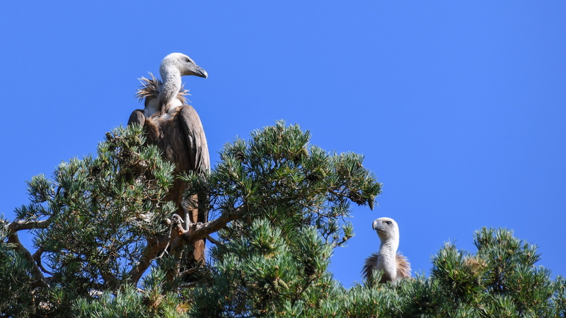 blue, vulture, nature, animals in the wild, scavenger, animal wildlife, animal, animal themes, no people, clear sky, bird of prey, tree, one animal, perching