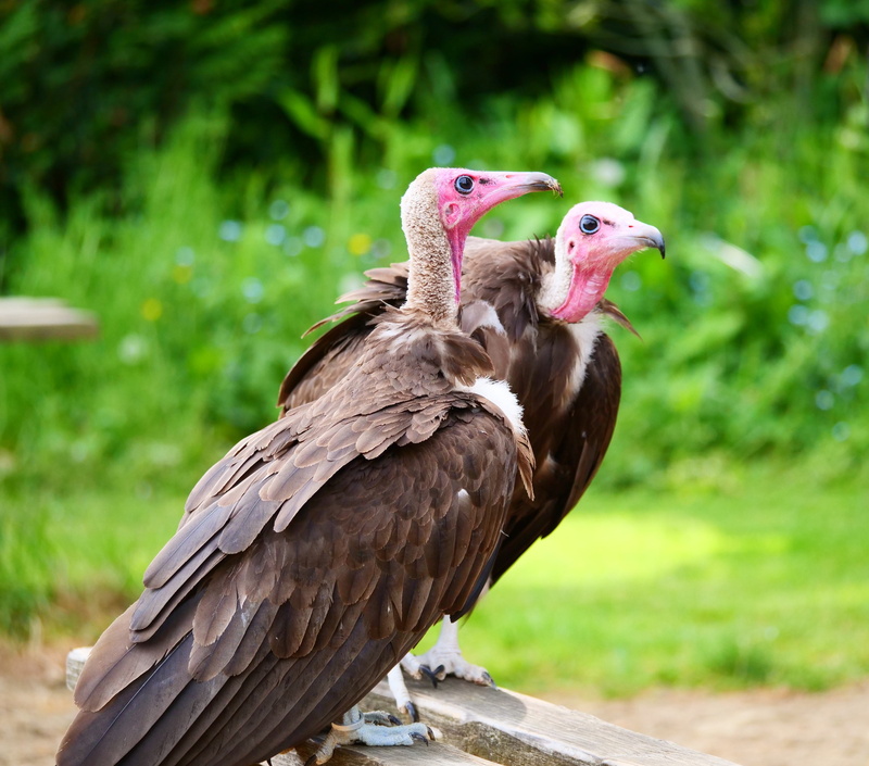endangered, avian, nature, beak, day, vultures, vulture, animal, focus on foreground, green color, wildlife, vertebrate, 4K, hooded vultures, scavenger