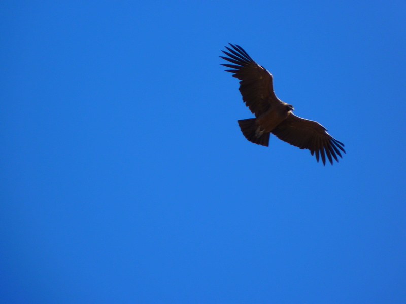 motion, species, day, animal wildlife, spread wings, nature, eagle, mid-air, animals in the wild, 4K, blue, white, outdoors, low angle view, white eagle