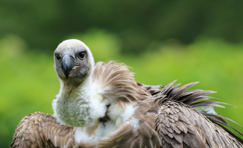animal head, prey, animal eye, wild, raptor, animal body part, day, one animal, vertebrate, animal themes, vulture, endangered, 4K, no people, scavenger