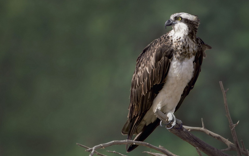 falcon, 1080P, Bird, Nature, eagle, brown, white, Osprey