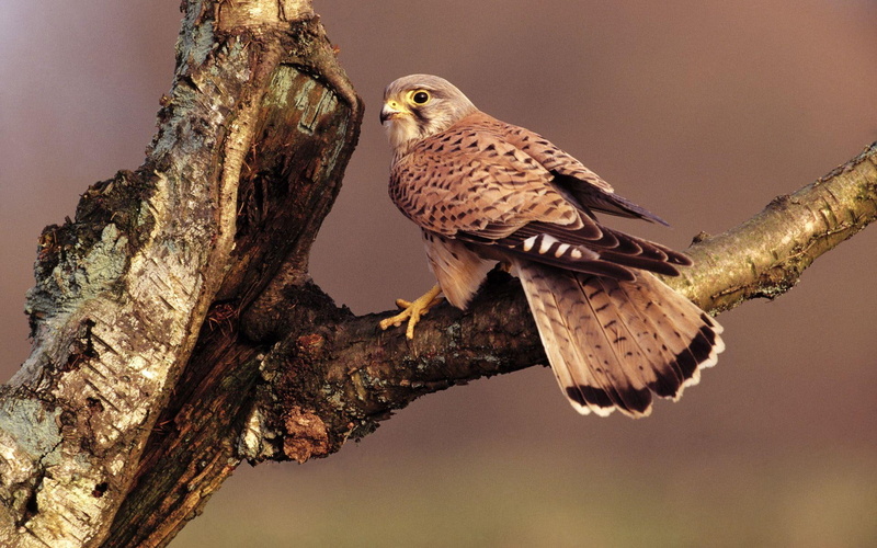 brown, nature, xiv, animals, 1080P, bird, prey, birds, predator birds, hawk, falcon