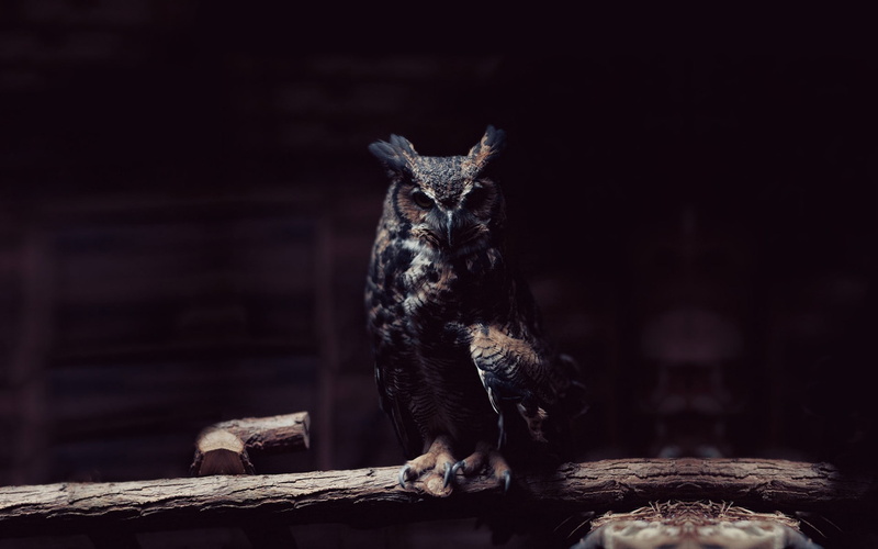 prey, bird of prey, owl, dark, bird, animal, black, 1080P, brown