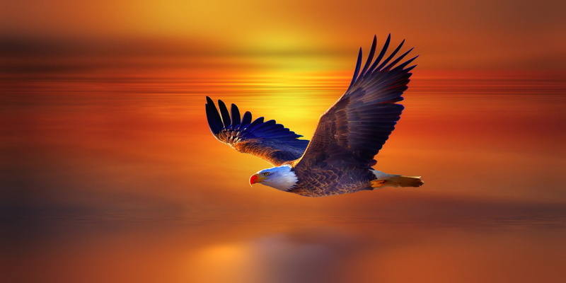 1080P, Bird, Bald eagle, explorer, griffon