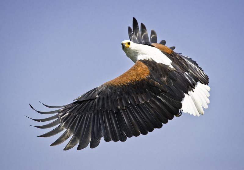 flight, animal body part, day, motion, animals in the wild, sky, low angle view, mid-air, flying, wildlife, animal themes, eagle, wings, clear sky, bird of prey