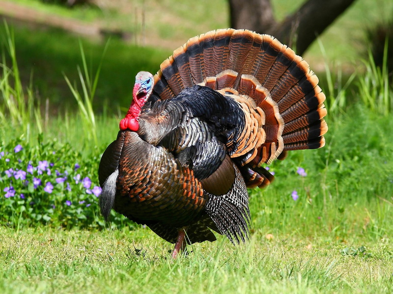 green Color, outdoors, farm, chicken - Bird, rural Scene, nature, no people, domestic Animals, plant, meadow, animal themes, brown, turkey - bird, close-up