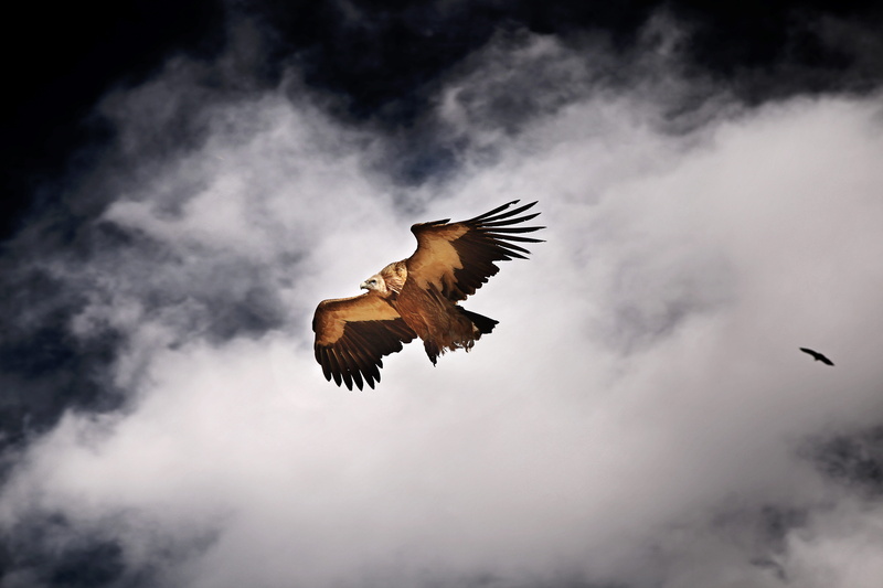 motion, mid-air, freedom, outdoors, bird, 5K, sky, animals in the wild, animal themes, brown, black, vertebrate, Falcon, Flying, Seda, nature, bird of prey