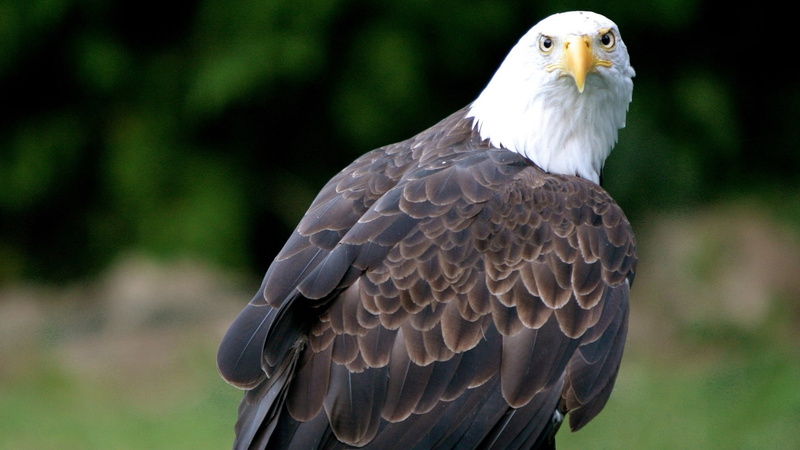 animals In The Wild, looking, vulture, vertebrate, uSA, carnivore, portrait, no people, feather, outdoors, bird, majestic, bald Eagle, nature, hawk - Bird