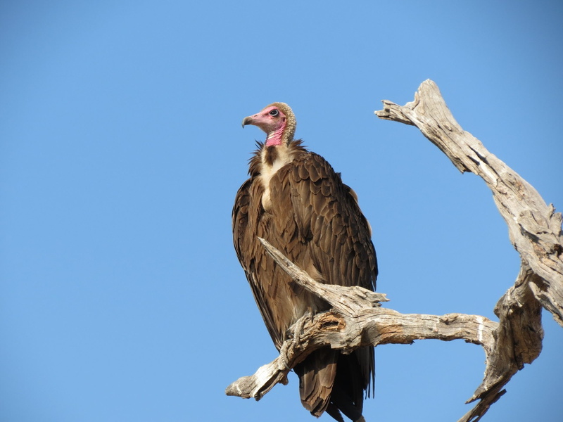 Bird, Birds, Vulture, 1080P