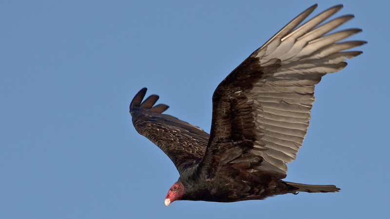 1080P, Birds, Turkey Vulture