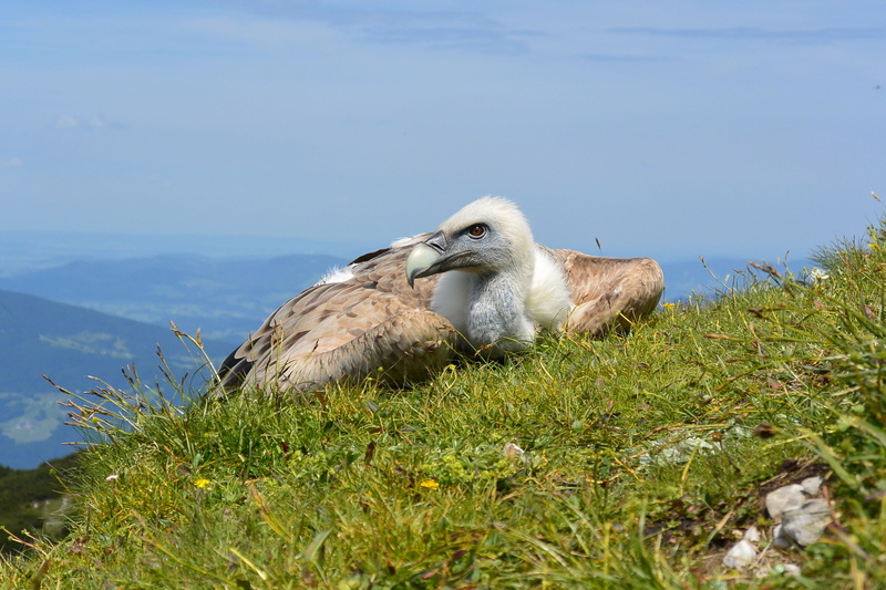 animal wildlife, sea, outdoors, 4K, land, sky, animal themes, one animal, grass, relaxation, animals in the wild, underwater, aas face, austria, resting