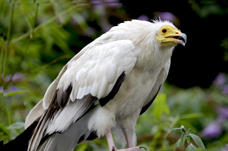 day, vertebrate, nature, animal themes, raptor, outdoors, flying, 4K, perching, animals in the wild, looking, bird of prey, one animal, no people, bird
