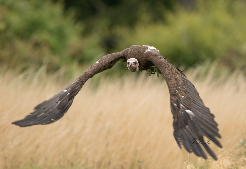 birds, animals, nature, 1080P, Vultures