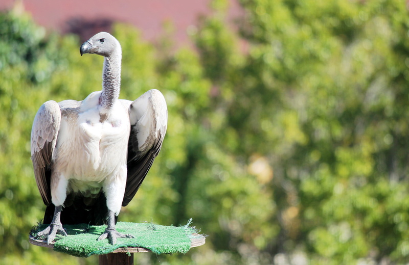 4K, beak, vulture, bird, full length, focus on foreground, day, tree, outdoors, plant, bird of prey, animal body part, no people, birds of prey, perching