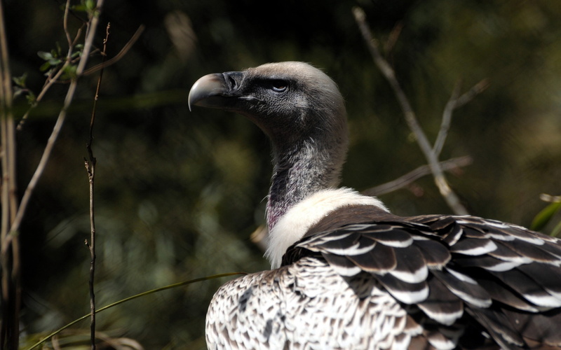 bird of Prey, white, no people, tree, wild, one Animal, animal Head, animal, scavenging, brown, feather, outdoors, animals And Pets, vulture, animals In The Wild