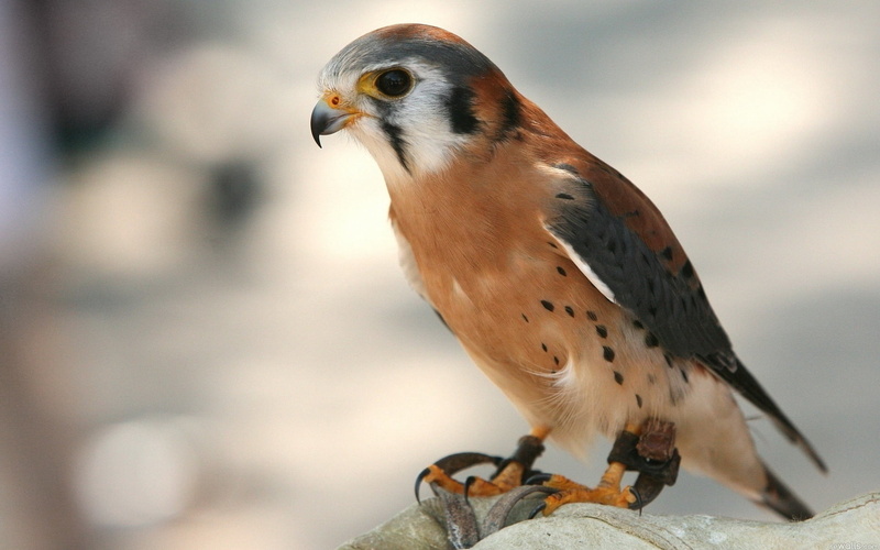 branch, nature, animal, bird of Prey, zoology, carnivore, vertebrate, falcon - Bird, vulture, falconry, day, beak, animal wildlife, gray, 1080P, looking
