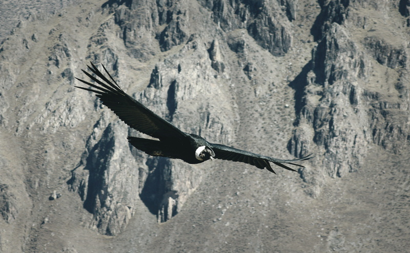 animals in the wild, military, spread wings, El Condor, photography, bird, rock - object, bird of prey, los Andes, animal, sunlight, mountain, flying, animal wildlife