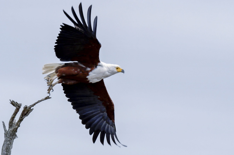 day, mid-air, animals in the wild, flying, sky, flight, fly, motion, wings, one animal, low angle view, bald, spread wings, no people, eagle, 5K, animal