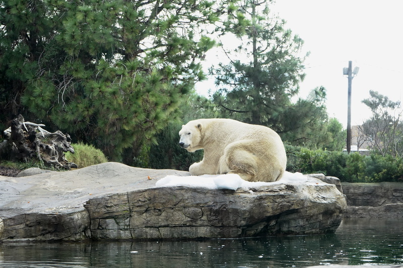 4K, plant, solid, zoo, k, no people, animal, outdoors, waterfront, water, lake, animal wildlife, rock - object, one animal, animals in the wild, white
